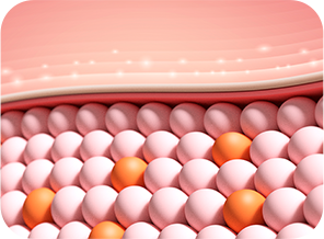 피부 탄력 증대